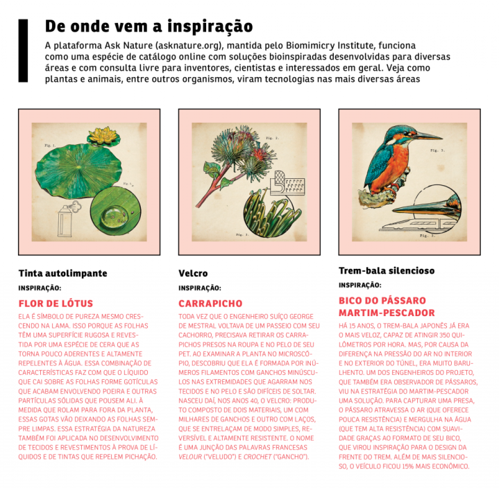 Observando os Padrões da Vida ao Seu Redor - inspiração 2