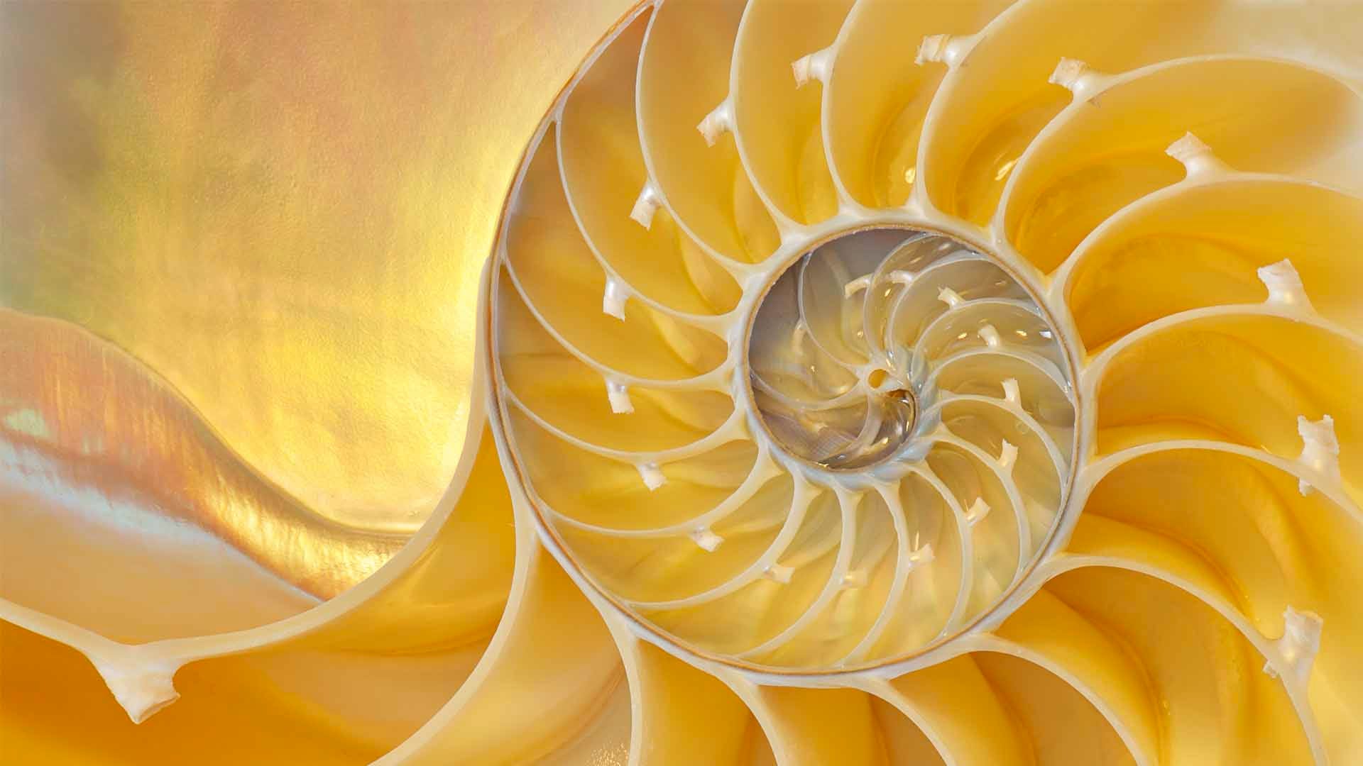Copiando a Comunicação Eficaz do Mundo Natural - inspiração 2