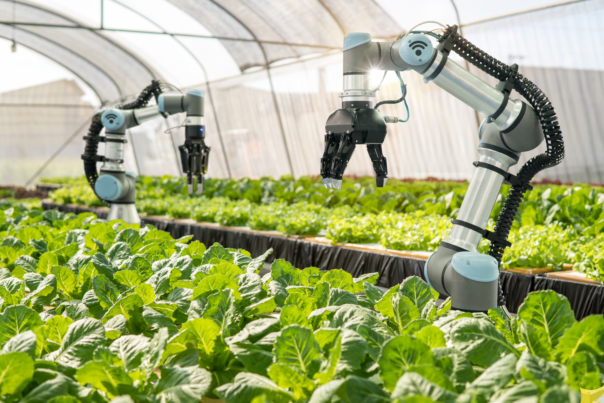Robótica na Produção de Alimentos: Eficiência e Segurança em Escala - inspiração 2