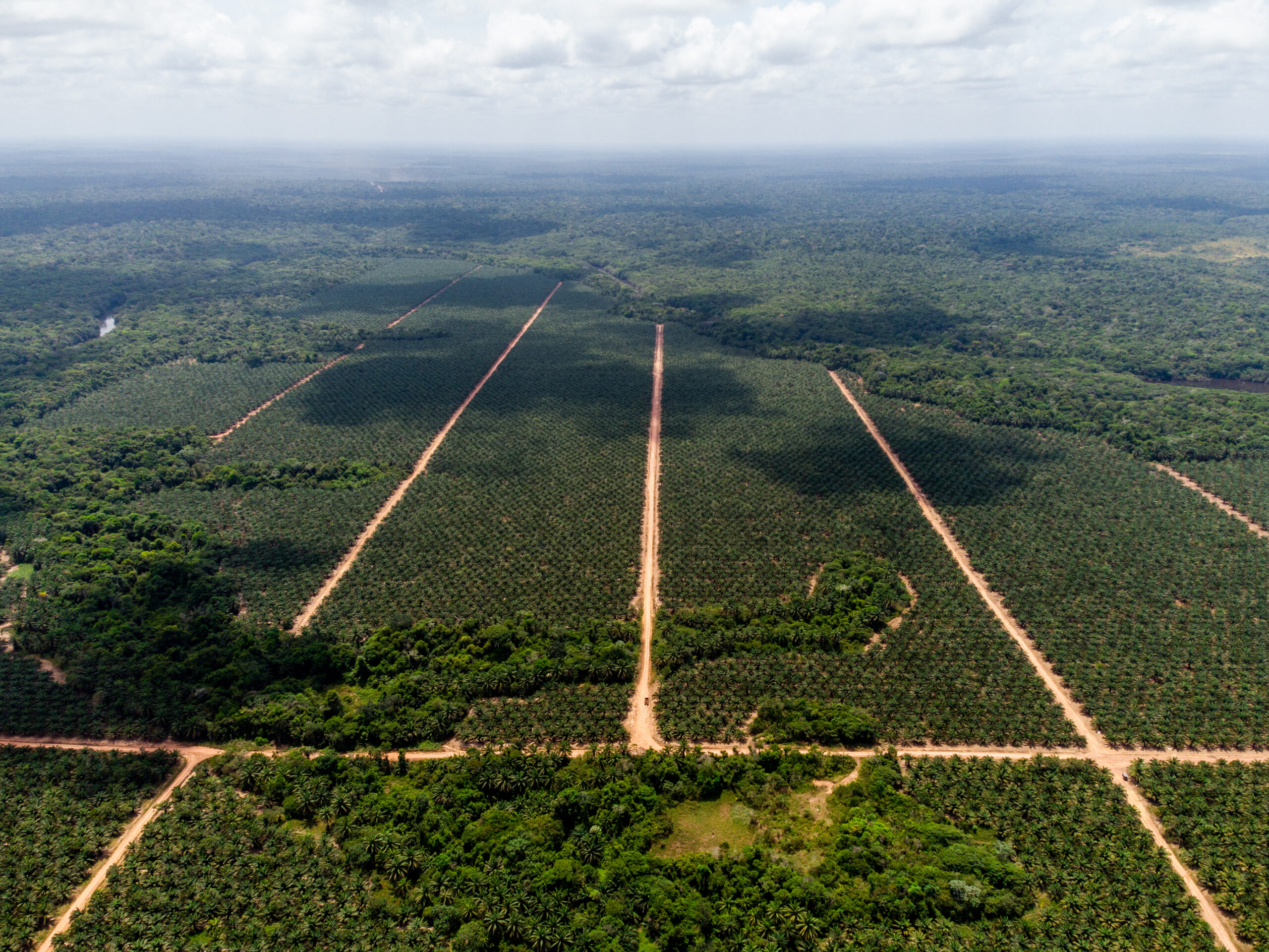 A Importância da Sustentabilidade na Produção de Óleos Naturais - inspiração 1