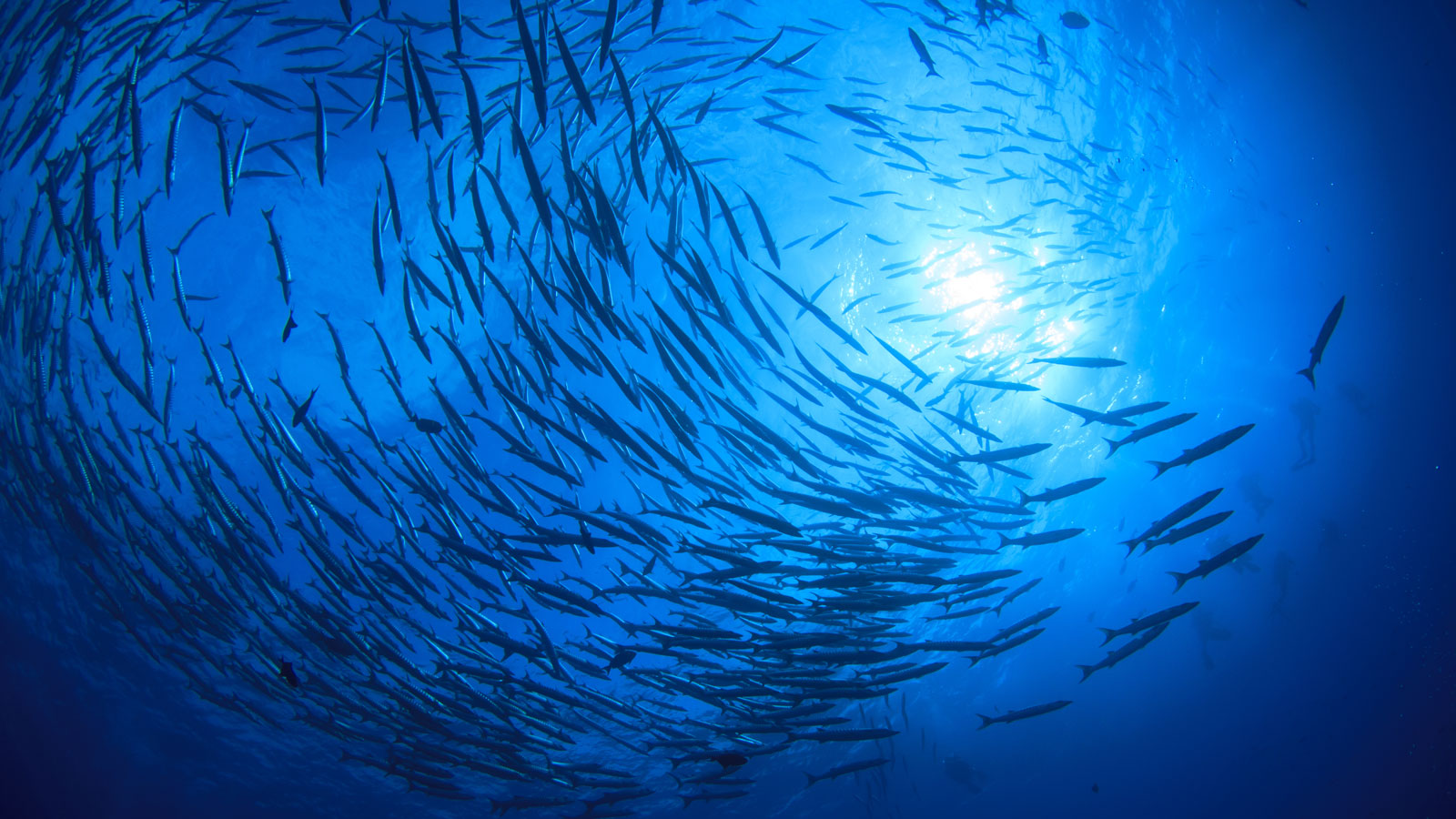 Biodiversidade Marinha: Tesouros Submersos para Explorar - inspiração 2