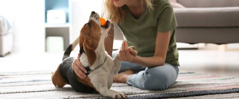 Quem São os Proprietários que Usam House Sitters? - inspiração 2