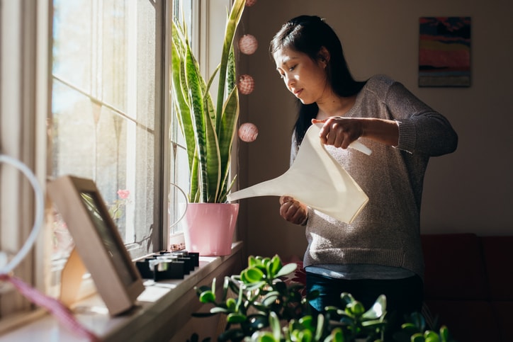Tipos de House Sitting: Uma Visão Geral - inspiração 1
