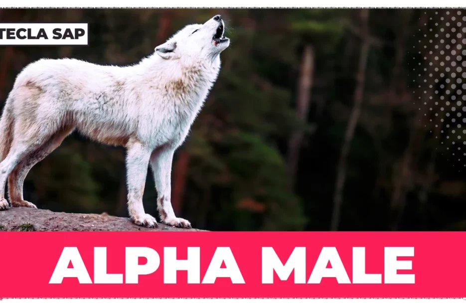 como desenvolver características de um líder alpha