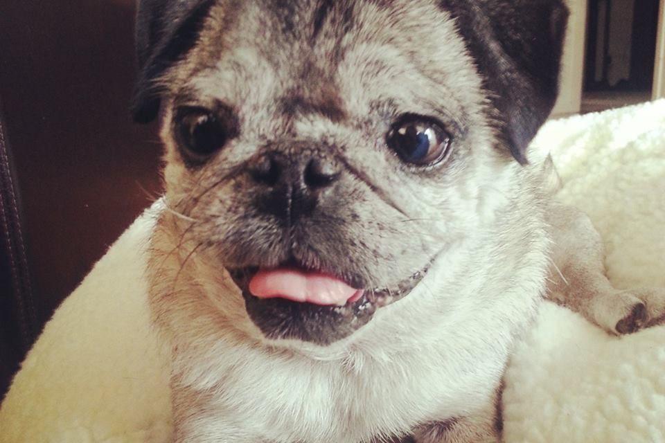 cachorro com síndrome de down é mito ou verdade