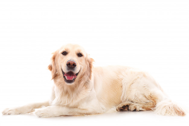 comportamento atípico em cães