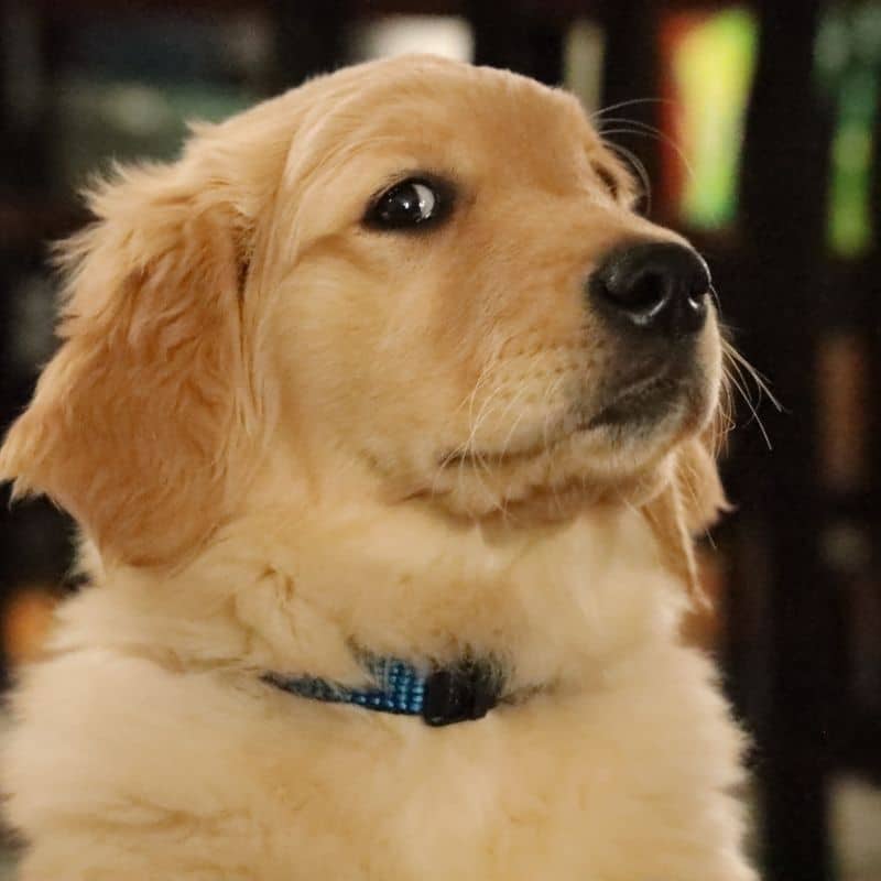cachorro com síndrome de down é mito ou verdade