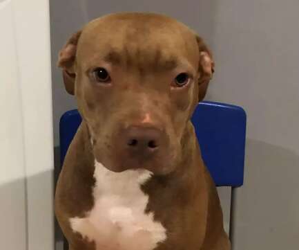 cachorro com características de síndrome de down