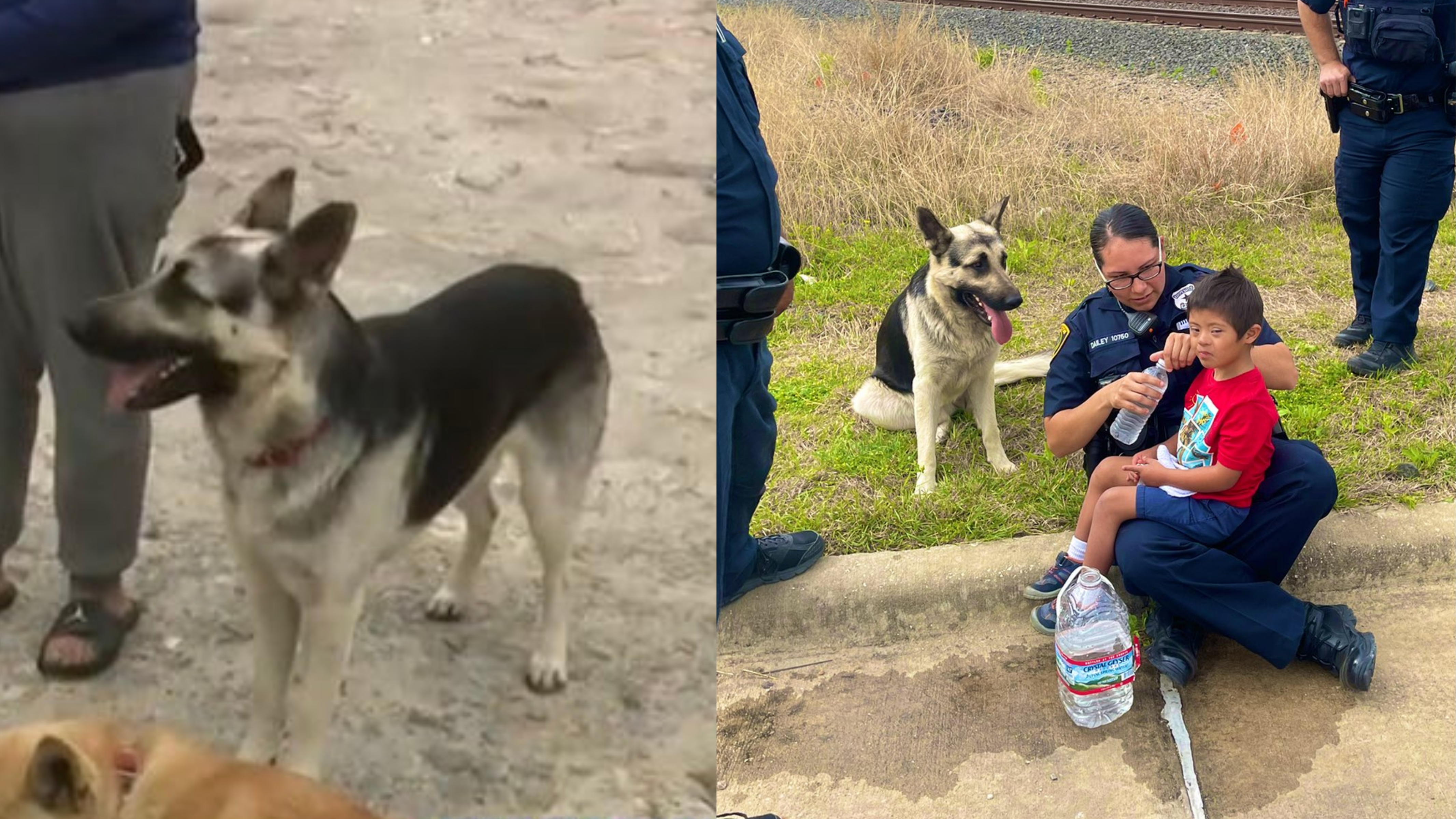 síndrome de down em cães