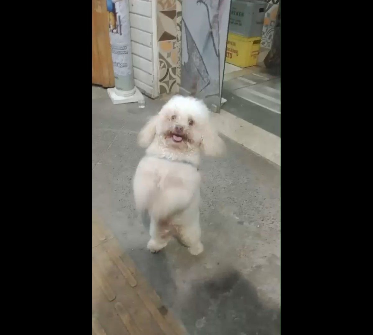 anomalias genéticas em cães