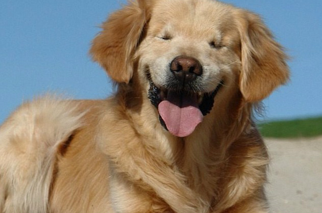 acondroplasia em cães