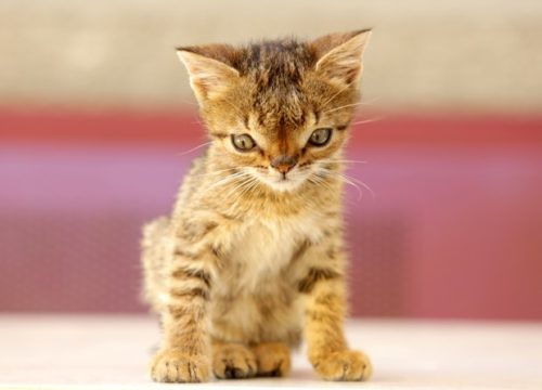 hidrocefalia em cães