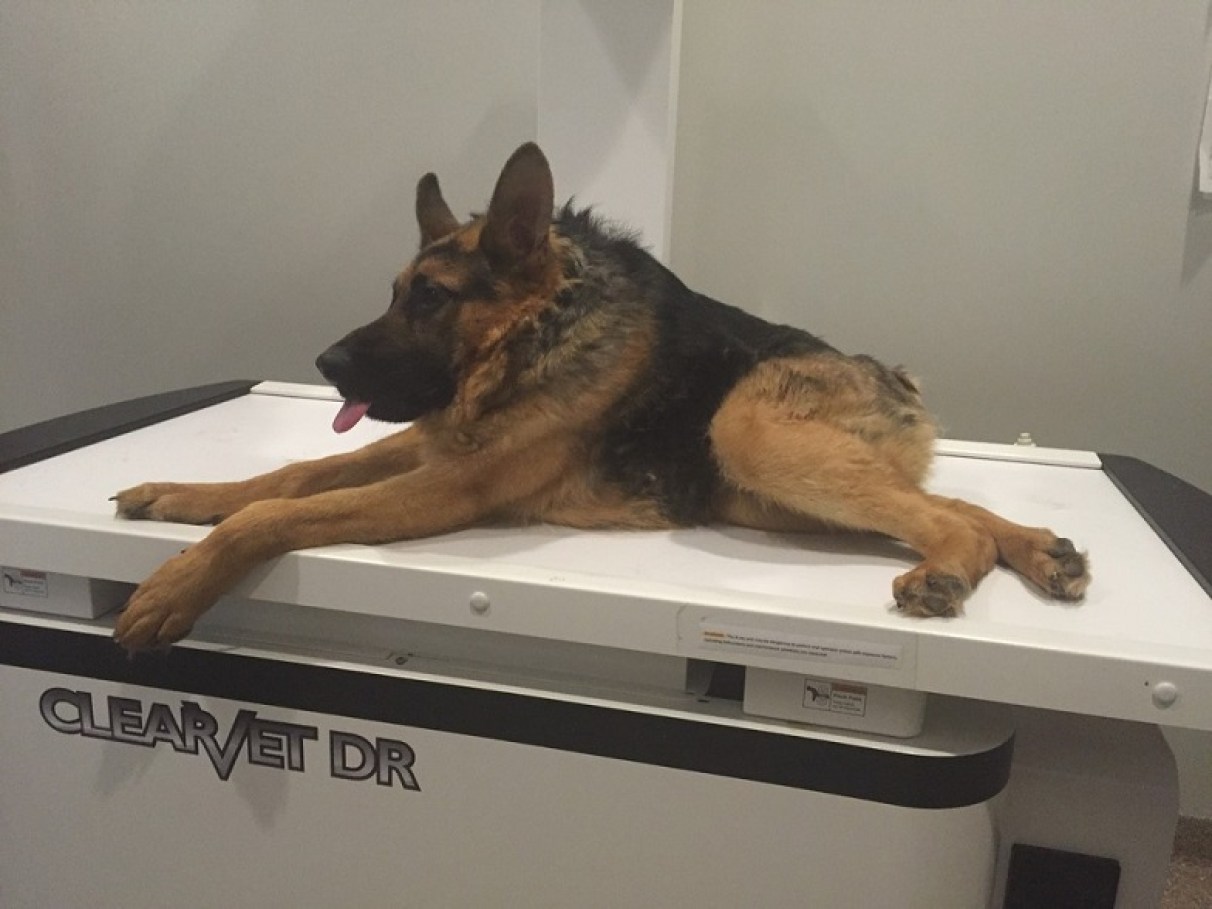 hipotireoidismo congênito em cães