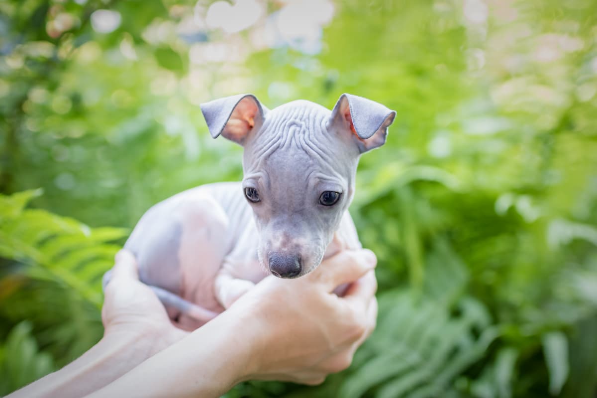 acondroplasia em cães