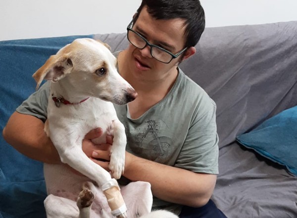 hidrocefalia em cães