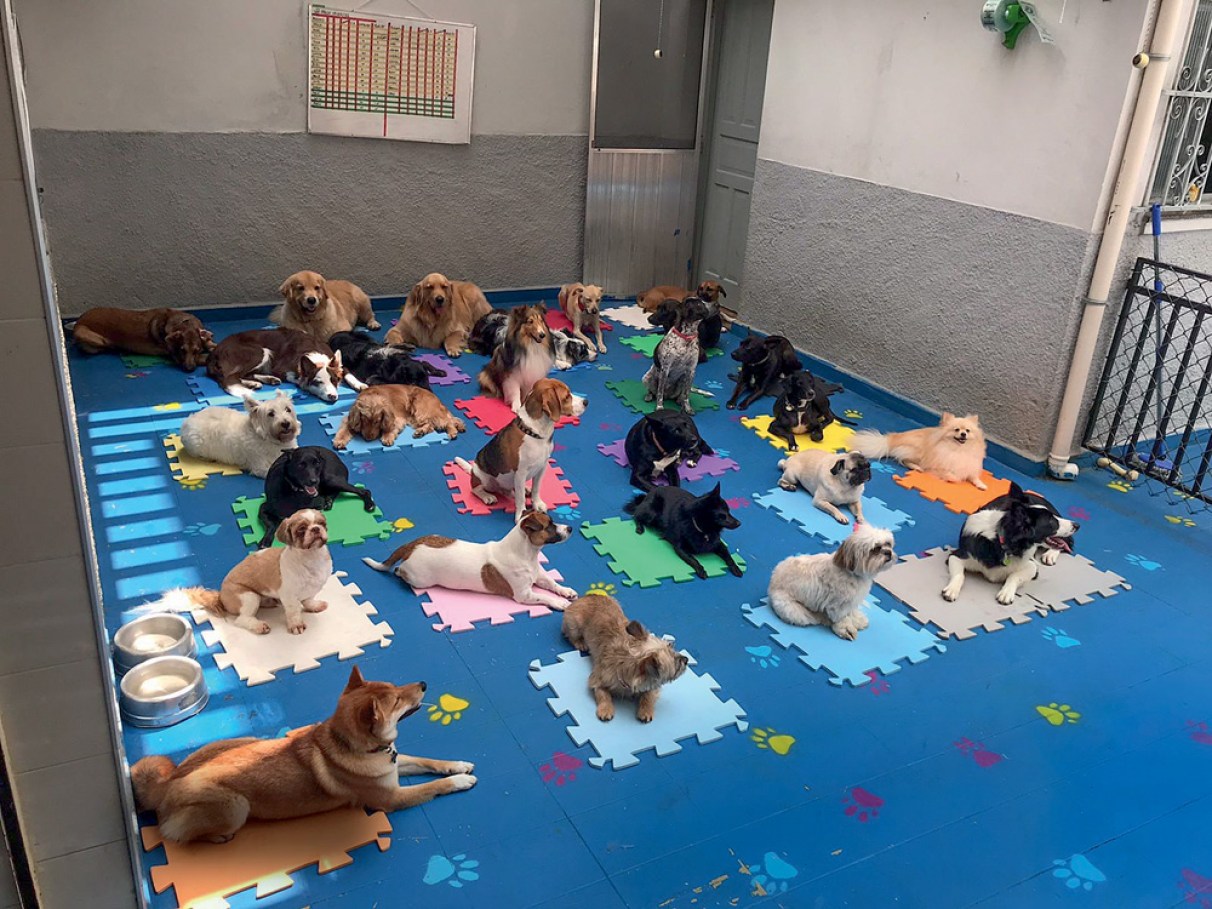 melhores creches para pets em são paulo
