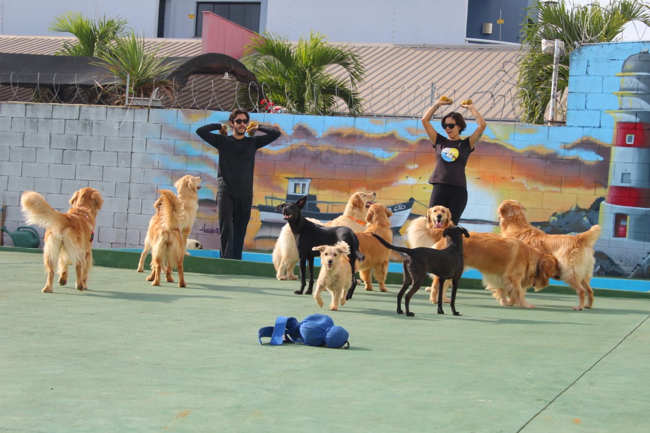 erros comuns ao escolher creche para cachorro