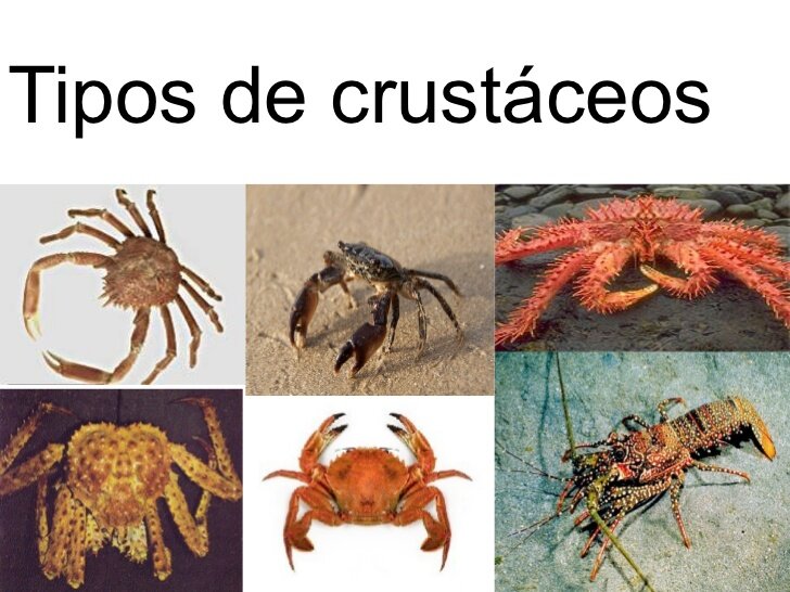 crustáceos