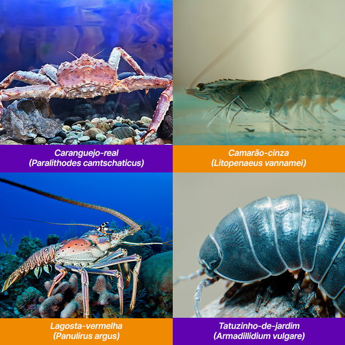 camarão vs lagosta qual o melhor