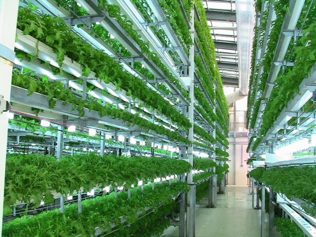 Quais vegetais cultivar em fazendas verticais? Guia completo