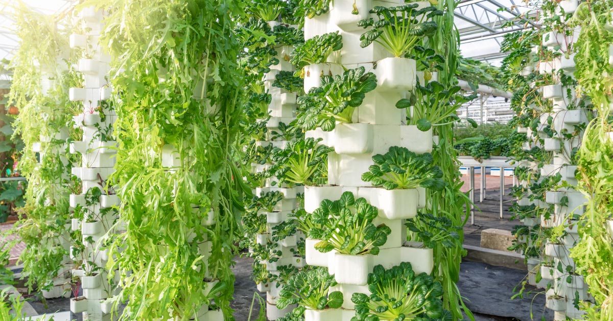 Quais vegetais cultivar em fazendas verticais? Guia completo