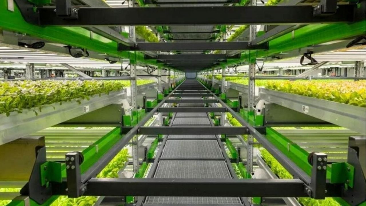 Hidroponia vs. Aeroponia: Qual o melhor sistema para fazendas verticais?