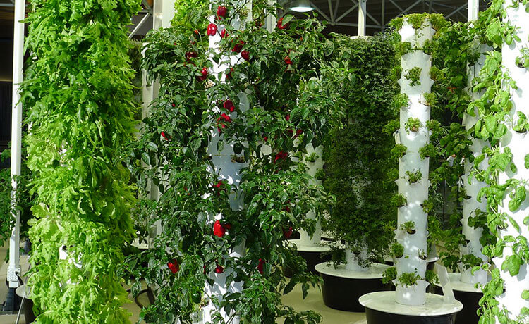 O futuro da alimentação: Como as fazendas verticais estão mudando a produção de alimentos