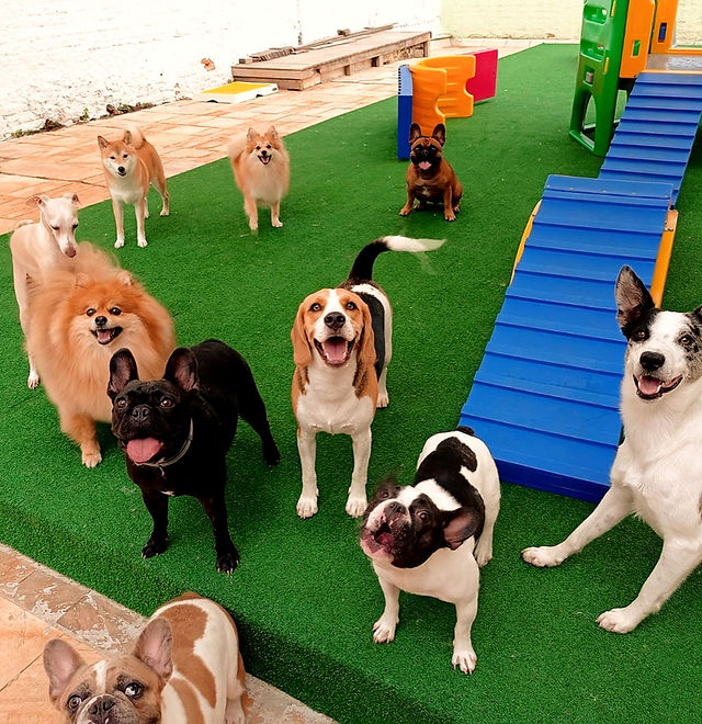 creche para cachorro