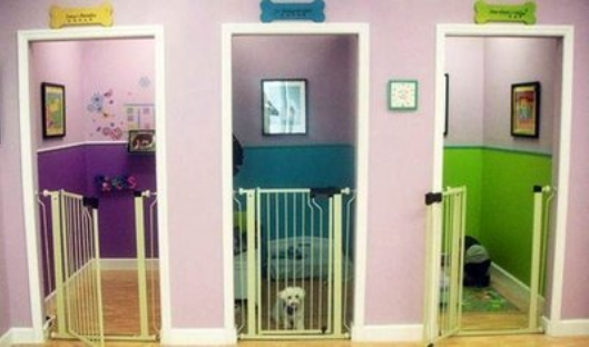 Guia Completo: Escolhendo o Melhor Software de Gestão para Seu Hotel Pet