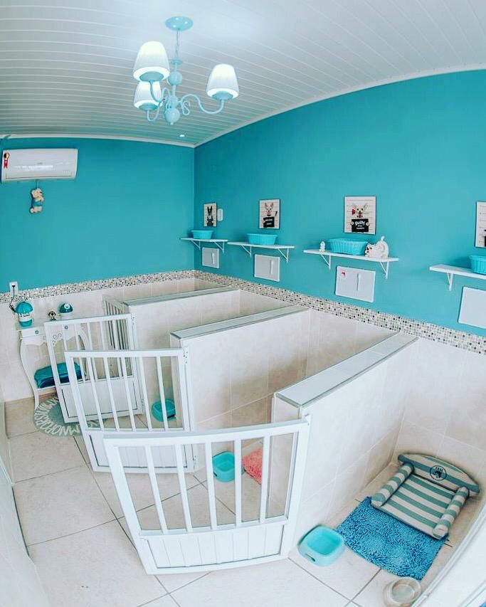 5 Tecnologias Essenciais para o Bem-Estar Animal em Hotéis e Daycares
