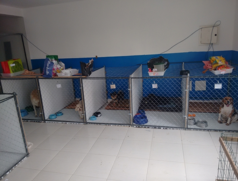 day care para cães