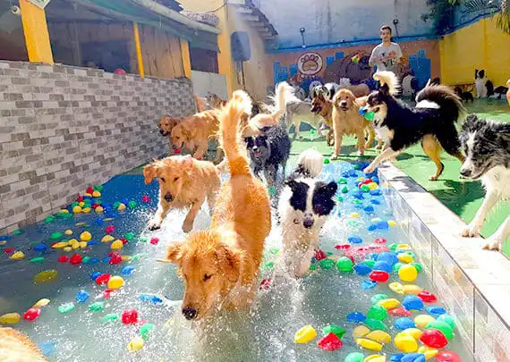 day care para cães