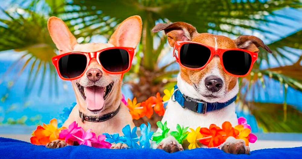 hotel para cães idosos