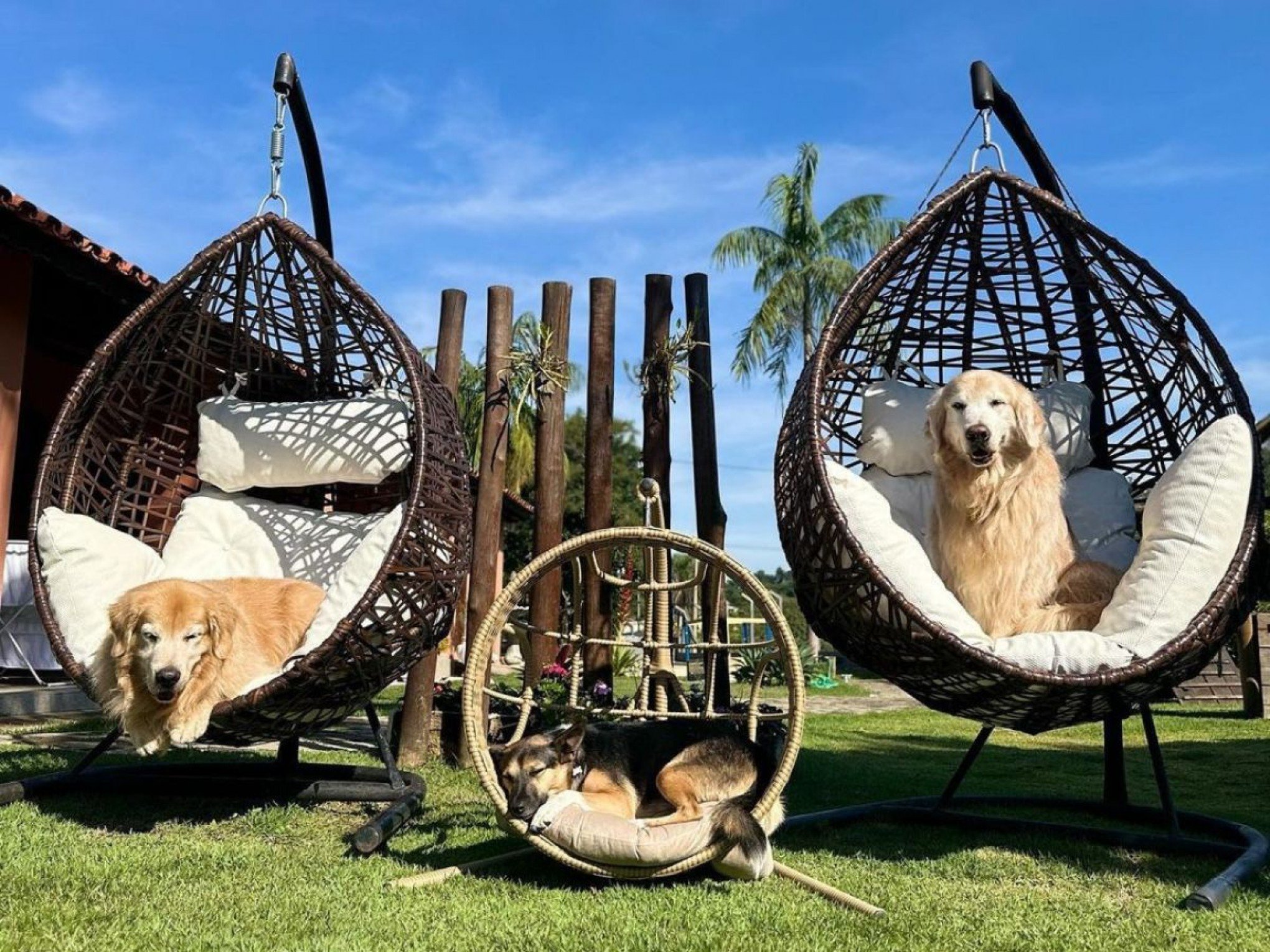 hotel para cães