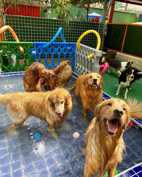 pet hotel