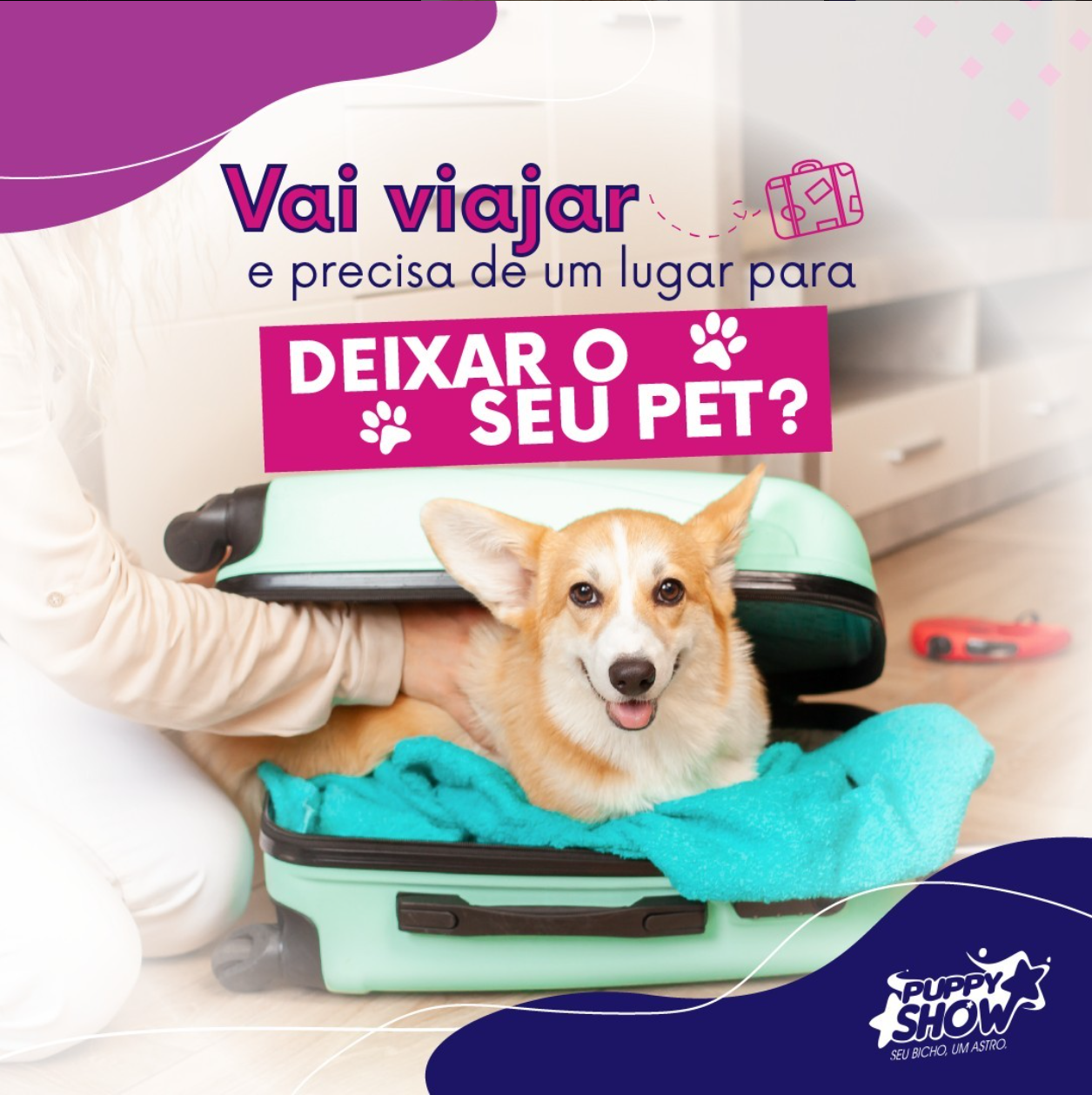 onde deixar meu cachorro