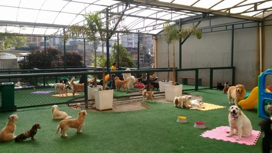hotel para cães idosos