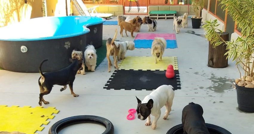 serviços de hospedagem para pets