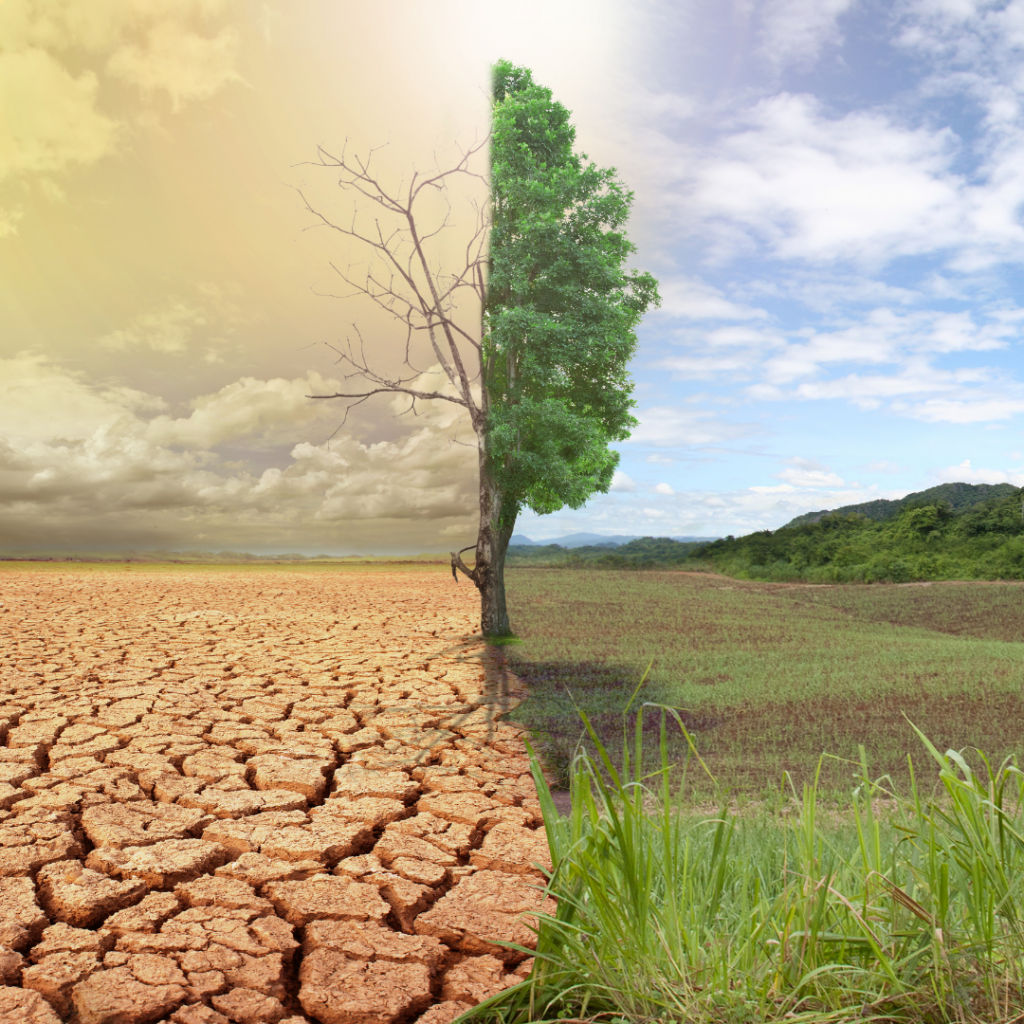 Bioinovação e Agricultura Sustentável: Soluções para um Futuro Verde