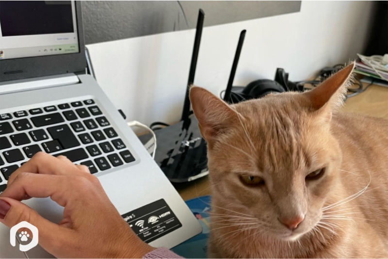 Inovação em pet tech