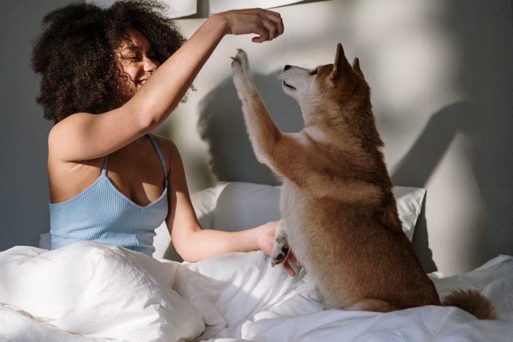 Inovação em pet tech