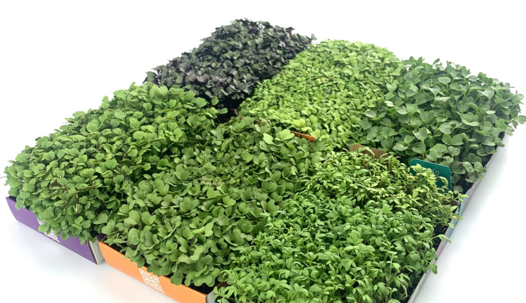 Microverdes para saúde