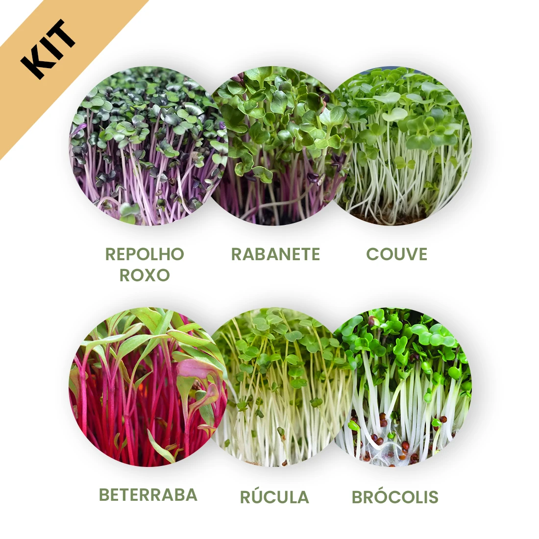 Cultivo de microverdes em apartamento
