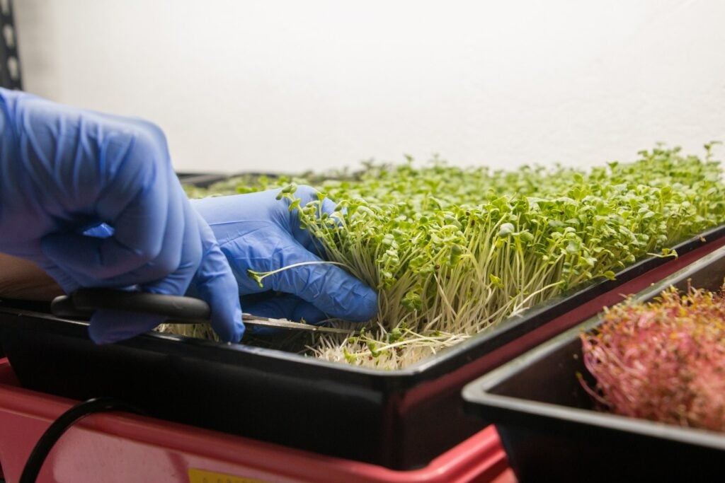 Microverdes para horta urbana