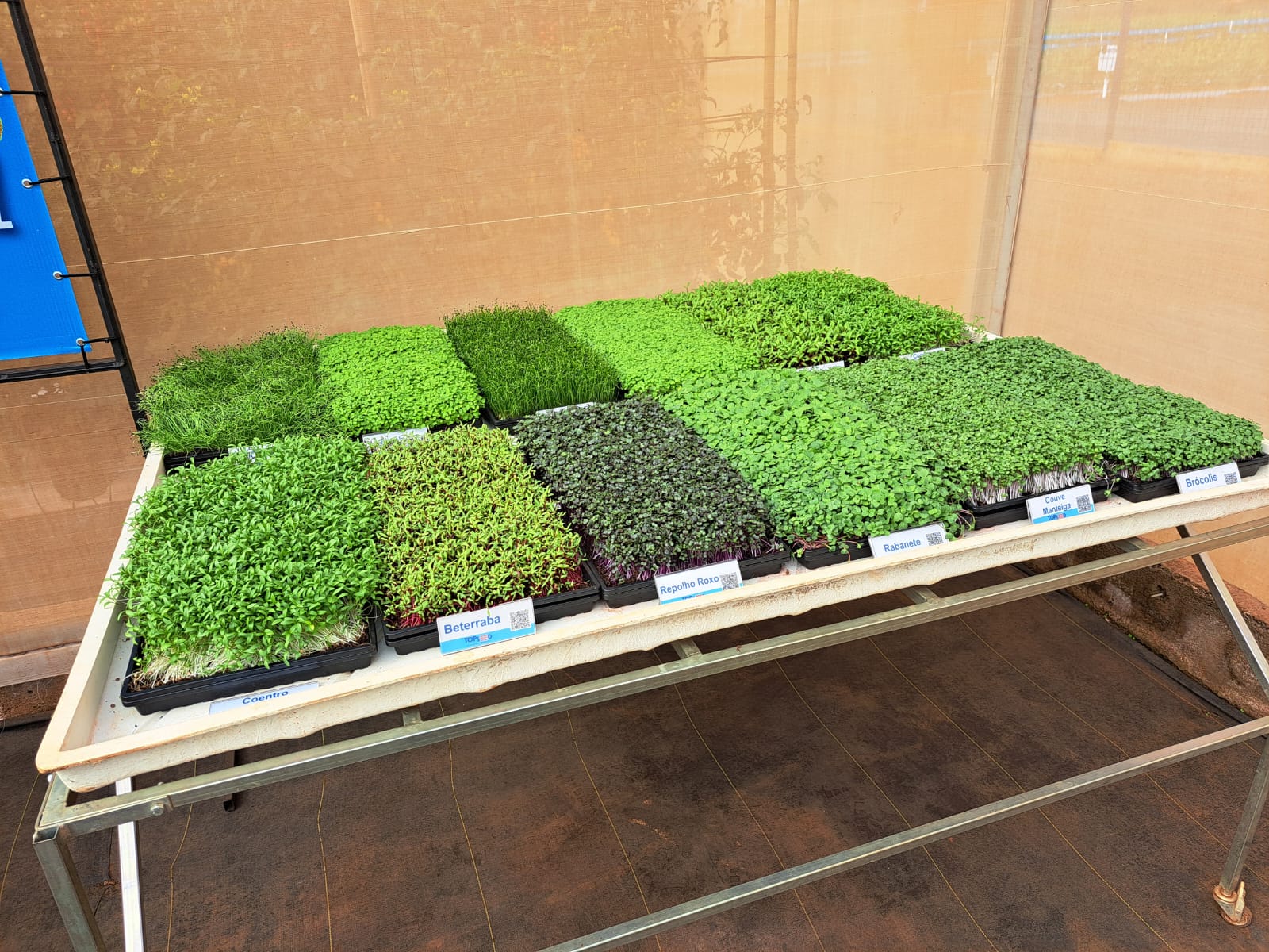 Como cultivar microverdes em casa