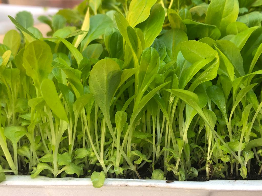 Microverdes vs brotos
