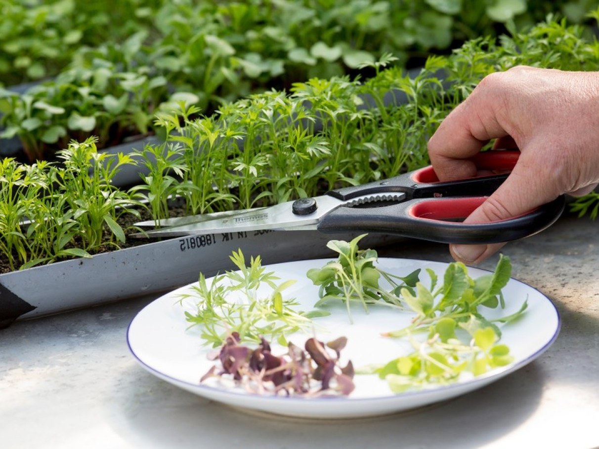 Como cultivar microverdes em casa