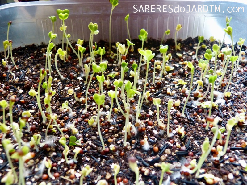 Onde comprar sementes de microverdes
