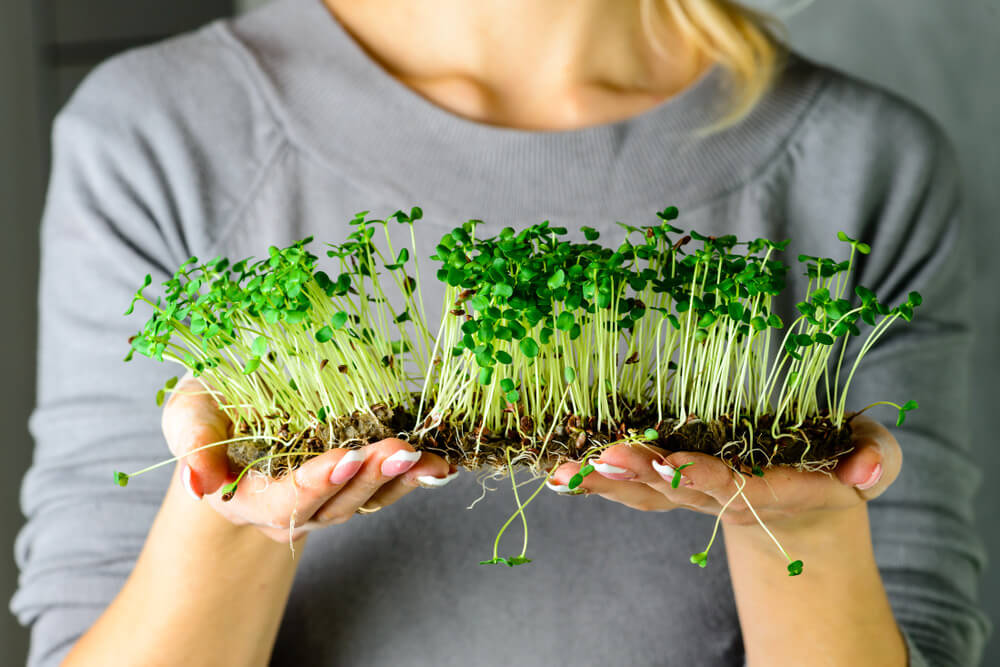 Receitas com microverdes