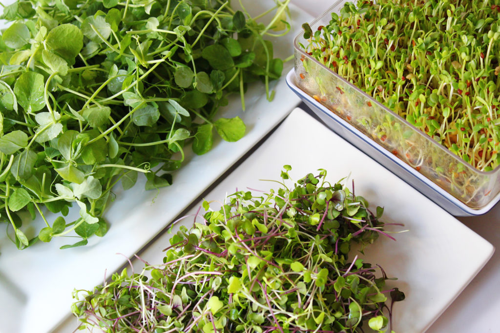 Microverdes para iniciantes